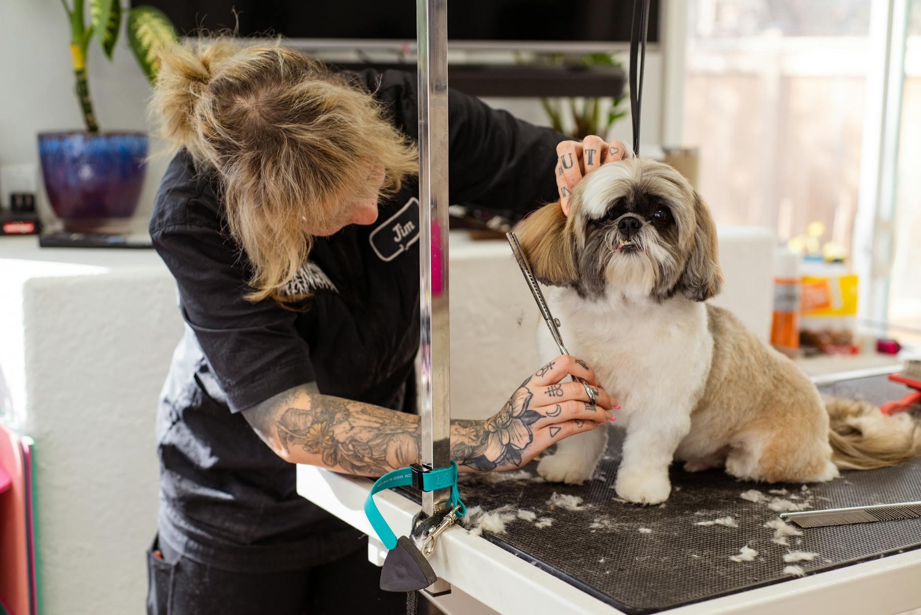 Groomer przycina sierść shih tzu nożyczkami w salonie pielęgnacji psów