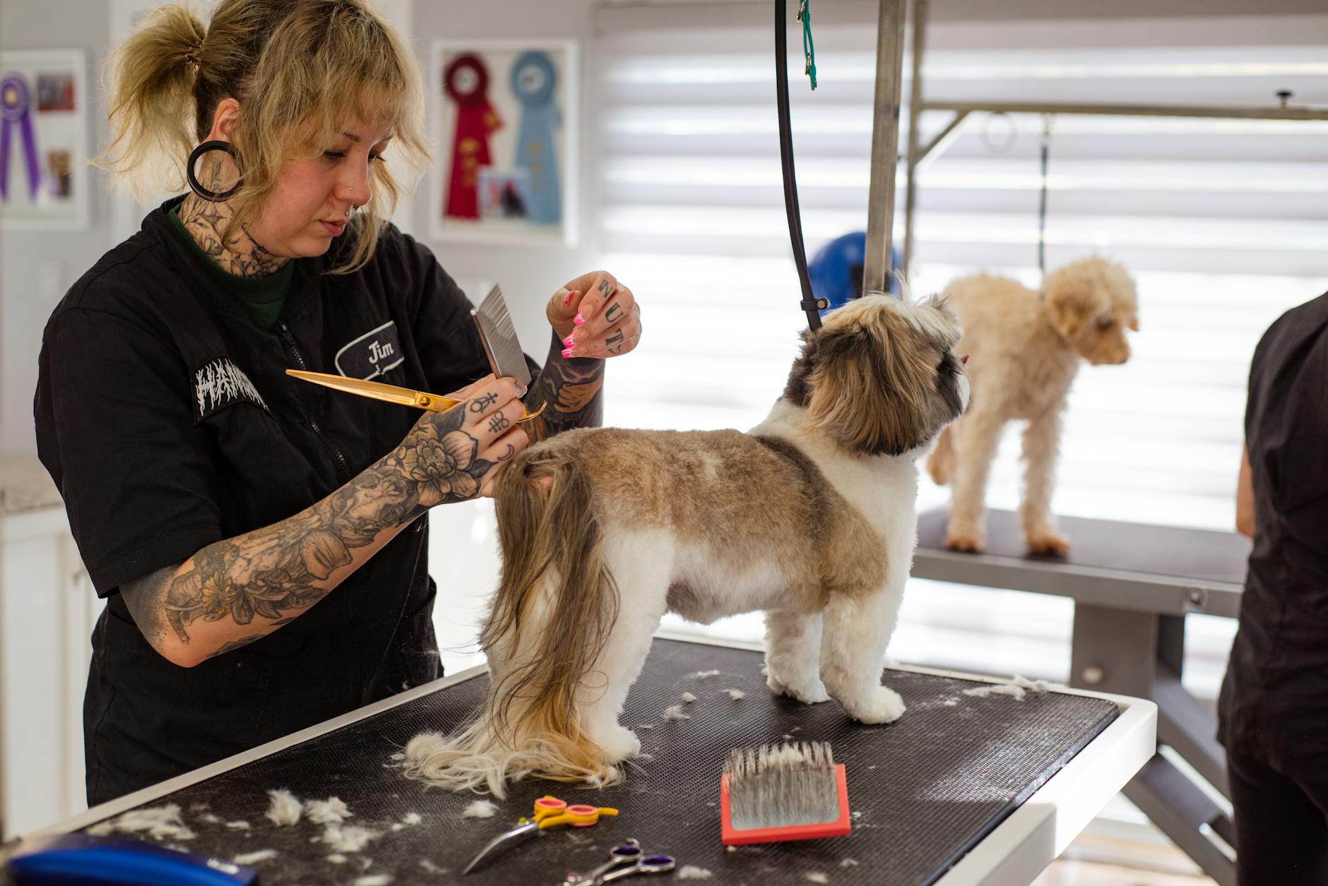 Groomer strzyże shih tzu, obok czeka drugi pies w salonie groomingowym