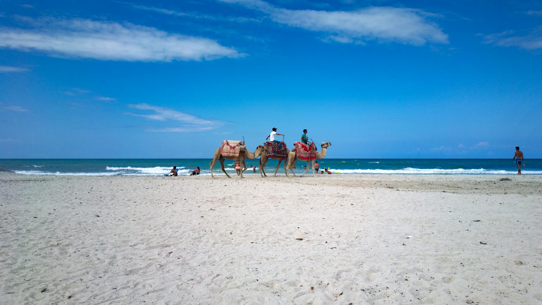 Turyści z wielbłądami na spokojnej plaży w Tunezji nad morzem
